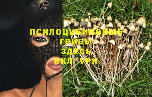 хмурый Аркадак